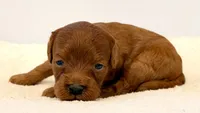 Dark Red no white , a female Cavapoo and Miniature Goldendoodle for sale in Pentwater, MI – 1 of 6