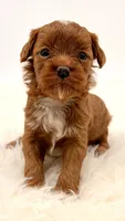 Dark Red Females , a female Cavapoo and Miniature Goldendoodle for sale in Pentwater, MI – 3 of 9