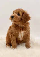 Golden Cavapoo , a female Cavapoo and Miniature Goldendoodle for sale in Pentwater, MI – 6 of 9