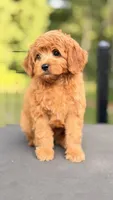 Golden Cavapoo , a female Cavapoo for sale in Pentwater, MI – 2 of 6