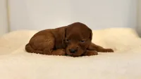 Dark Red no white , a female Cavapoo and Miniature Goldendoodle for sale in Pentwater, MI – 6 of 6