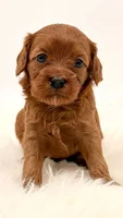 Dark Red Females , a female Cavapoo and Miniature Goldendoodle for sale in Pentwater, MI – 2 of 9