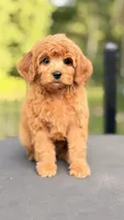 Golden Cavapoo , a female Cavapoo for sale in Pentwater, MI – 1 of 6