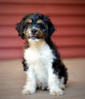 Snoopy, a male Cavapoo for sale in Pentwater, MI – 3 of 3
