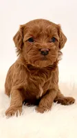 Dark Red Females , a female Cavapoo and Miniature Goldendoodle for sale in Pentwater, MI – 7 of 9