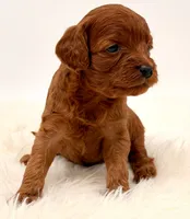 Dark Red Females , a female Cavapoo and Miniature Goldendoodle for sale in Pentwater, MI – 4 of 9