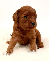 Dark Red Females , a female Cavapoo and Miniature Goldendoodle for sale in Pentwater, MI – 5 of 9