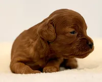 Dark Red no white , a female Cavapoo and Miniature Goldendoodle for sale in Pentwater, MI – 3 of 6