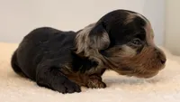 Merle phantom, a female Cavapoo and Miniature Goldendoodle for sale in Pentwater, MI – 3 of 5