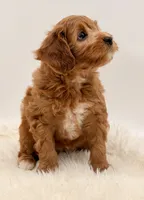 Golden Cavapoo , a female Cavapoo and Miniature Goldendoodle for sale in Pentwater, MI – 3 of 9