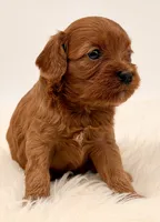 Dark Red Females , a female Cavapoo and Miniature Goldendoodle for sale in Pentwater, MI – 9 of 9