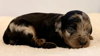 Merle phantom, a female Cavapoo and Miniature Goldendoodle for sale in Pentwater, MI – 2 of 5