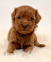 Dark Red Females , a female Cavapoo and Miniature Goldendoodle for sale in Pentwater, MI – 6 of 9