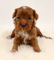 Dark Red Females , a female Cavapoo and Miniature Goldendoodle for sale in Pentwater, MI – 8 of 9