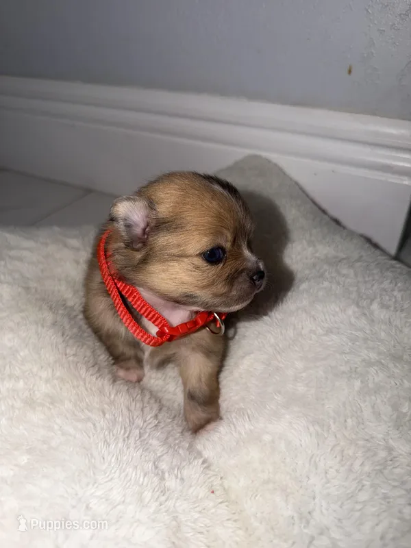 sky – Pomeranian puppy for sale in Hutto, TX