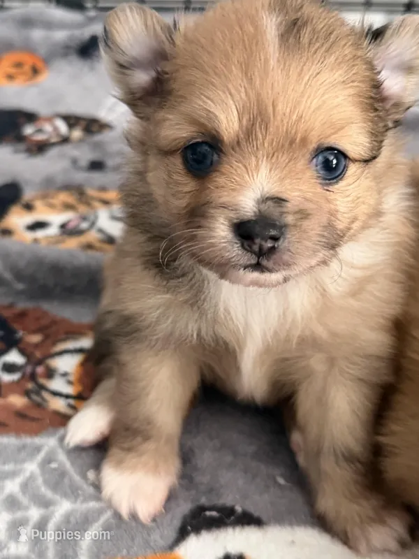 sky – Pomeranian puppy for sale in Hutto, TX