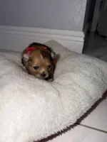 sky, a female Pomeranian for sale in Hutto, TX – Photo 2 of 3