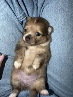 sky, a female Pomeranian for sale in Hutto, TX – Photo 3 of 3