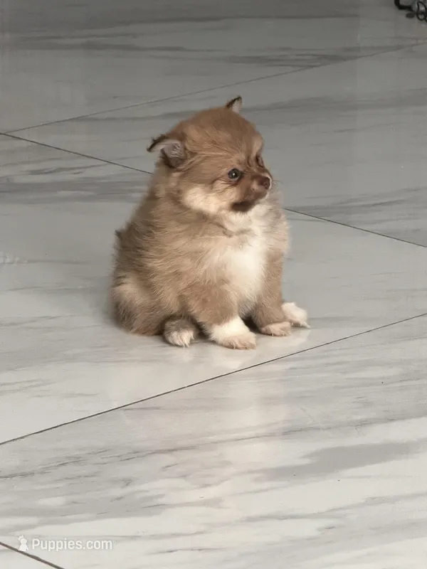 luna – Pomeranian puppy for sale in Hutto, TX