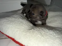 sol, a female Pomeranian for sale in Hutto, TX – Photo 2 of 3