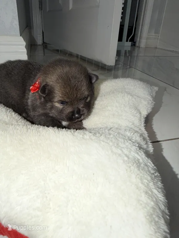 sol – Pomeranian puppy for sale in Hutto, TX