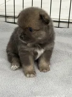 sol, a female Pomeranian for sale in Hutto, TX – Photo 2 of 2