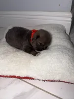 sol, a female Pomeranian for sale in Hutto, TX – Photo 3 of 3