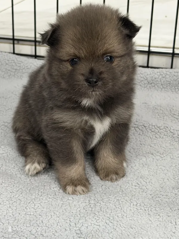 sol – Pomeranian puppy for sale in Hutto, TX