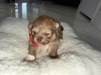 luna, a female Pomeranian for sale in Hutto, TX – Photo 3 of 3