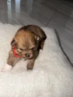 luna, a female Pomeranian for sale in Hutto, TX – Photo 2 of 3