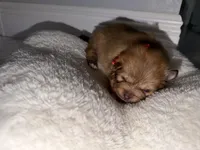 luna, a female Pomeranian for sale in Hutto, TX – Photo 1 of 3