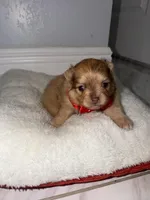 susy, a female Pomeranian for sale in Hutto, TX – Photo 1 of 3