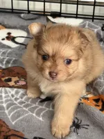 susy, a female Pomeranian for sale in Hutto, TX – Photo 1 of 2