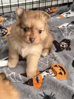 susy, a female Pomeranian for sale in Hutto, TX – Photo 2 of 2