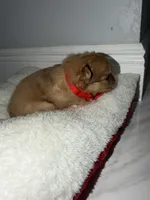 susy, a female Pomeranian for sale in Hutto, TX – Photo 2 of 3