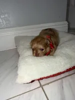 susy, a female Pomeranian for sale in Hutto, TX – Photo 3 of 3