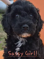 Sassy, a female Cavapoo for sale in Jackson, TN – Photo 1 of 10
