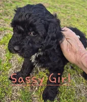 Sassy, a female Cavapoo for sale in Jackson, TN – Photo 6 of 10