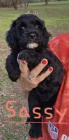 Sassy, a female Cavapoo for sale in Jackson, TN – Photo 3 of 10