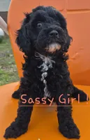 Sassy, a female Cavapoo for sale in Jackson, TN – Photo 4 of 10