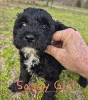 Sassy, a female Cavapoo for sale in Jackson, TN – Photo 8 of 10