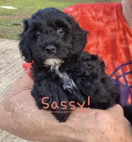 Sassy, a female Cavapoo for sale in Jackson, TN – Photo 5 of 10