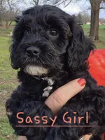 Sassy, a female Cavapoo for sale in Jackson, TN – Photo 2 of 10