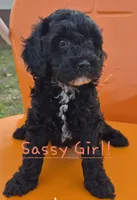 Sassy, a female Cavapoo for sale in Jackson, TN – Photo 7 of 10