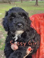 Sassy, a female Cavapoo for sale in Jackson, TN – Photo 9 of 10