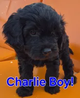 Charlie, a male Cavapoo for sale in Jackson, TN – Photo 3 of 10