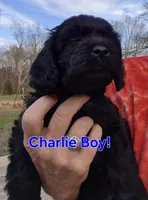 Charlie, a male Cavapoo for sale in Jackson, TN – Photo 9 of 10