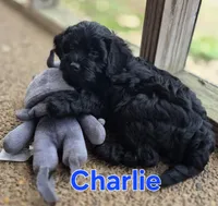 Charlie, a male Cavapoo for sale in Jackson, TN – Photo 6 of 10