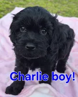 Charlie, a male Cavapoo for sale in Jackson, TN – Photo 2 of 10