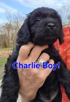 Charlie, a male Cavapoo for sale in Jackson, TN – Photo 8 of 10